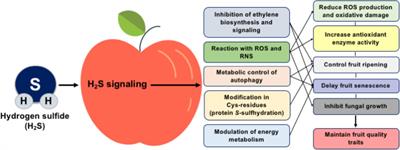 Hydrogen Sulfide: A Potent Tool in Postharvest Fruit Biology and Possible Mechanism of Action